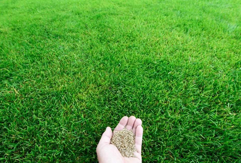 Hortensus Rasensaatgut 1kg - Für 40 m² neuen Rasen oder 60 m² Wiederherstellung - Dunkelgrünes Gras ohne Unkraut