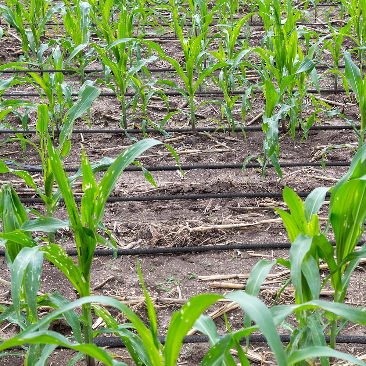 Yaheetech Tropfschlauch 50 m – 16 mm, mit Anschlussset für die Gartenbewässerung