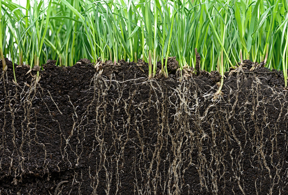 Hortensus Rasensaatgut 1kg - Für 40 m² neuen Rasen oder 60 m² Wiederherstellung - Dunkelgrünes Gras ohne Unkraut