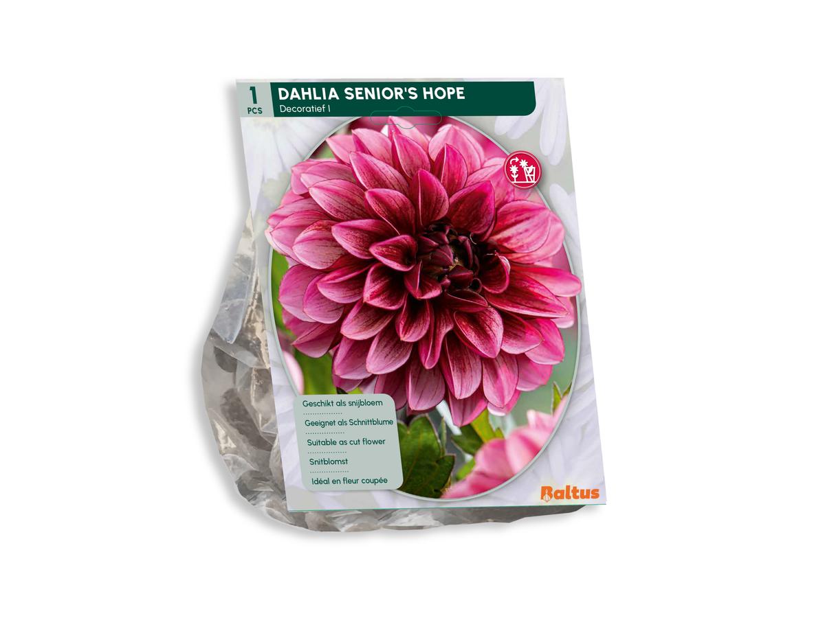 Baltus Blumenzwiebelmischung Dahlia Blush – 30 Stück – Mischung aus blühenden Dahlien