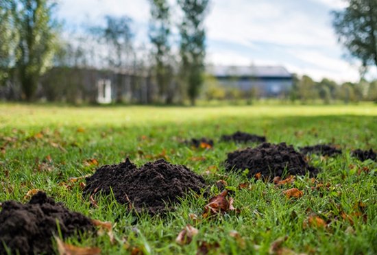 Hortensus - Solare Maulwurfabwehr - 800 m² - 4 Stück