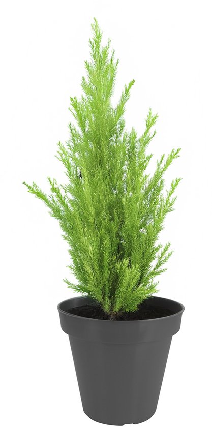 Pro Garden Blumentopf – schwarz – rund – D30 cm – Kunststoff – Pflanztopf – Garten im Freien