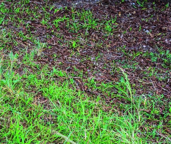 Avant Grazz Rasensamen