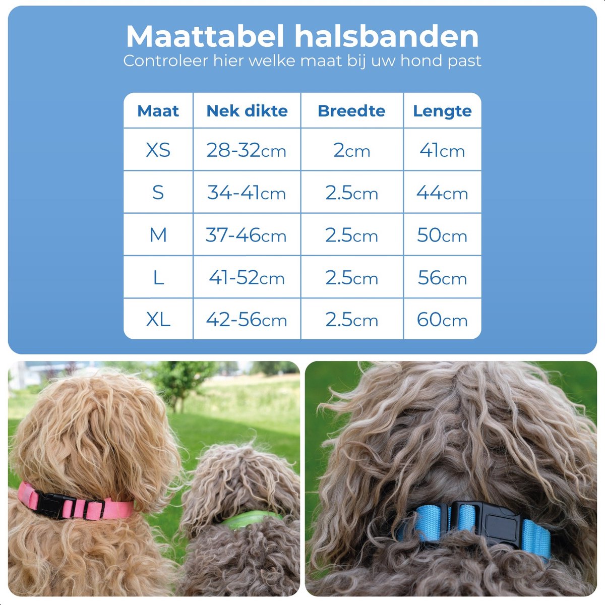Dutchwide Leuchthalsband - Extra stark - Klick-Halsband - verstellbar - reflektierend - Größe L - Grün