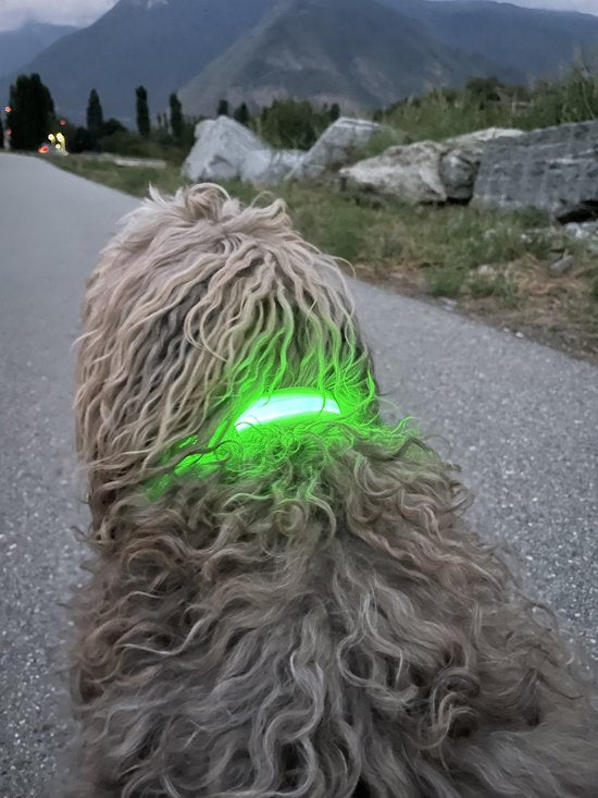 Dutchwide Leuchthalsband Hund - Extra Stark - XS 28 cm bis 38 cm - Hundehalsband - Schnapphalsband - Verstellbar - Reflektierend