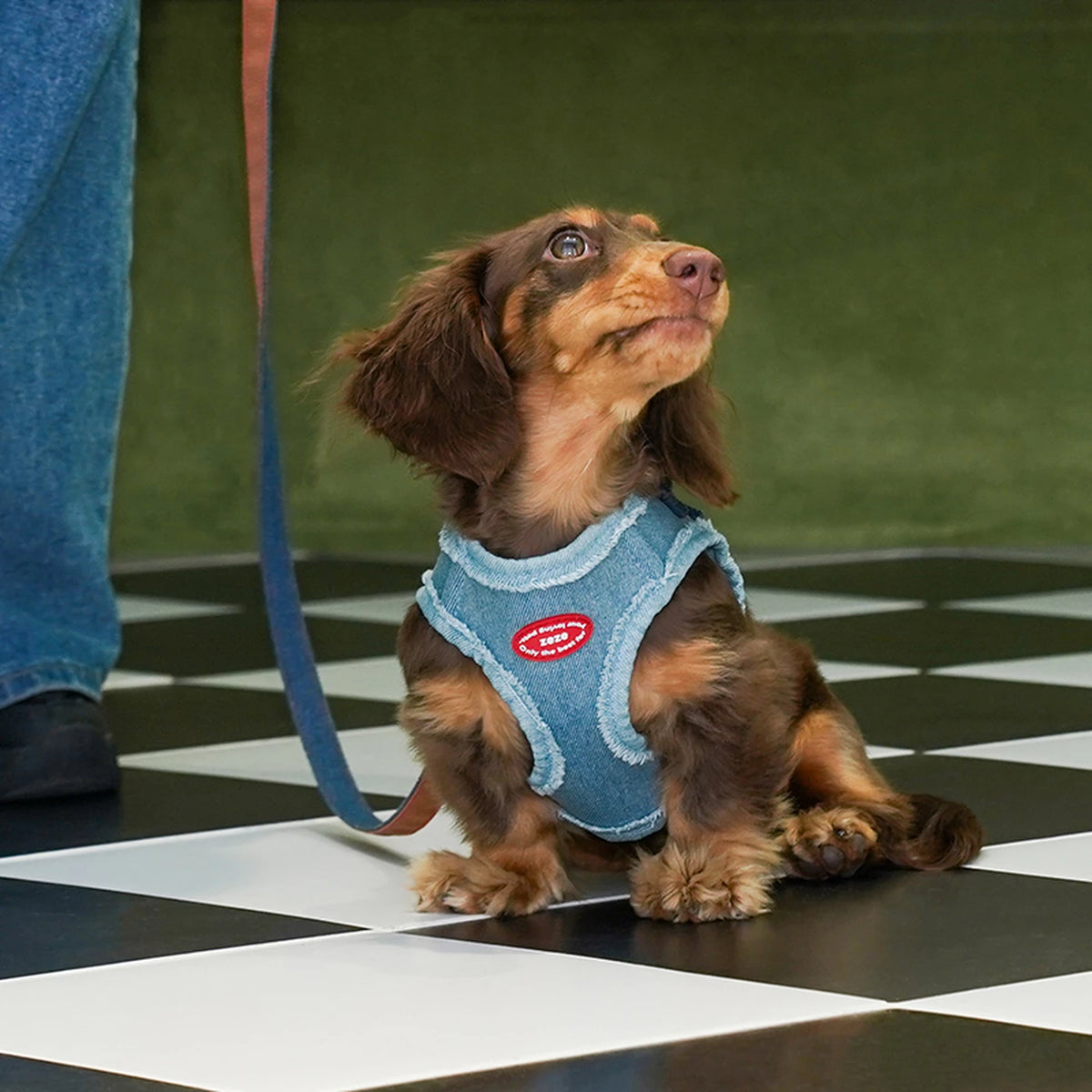 Zeze Denim Hundegeschirr – Größe S – Brustumfang 34–42 cm – Für kleine Hunde von 2,5–5 kg