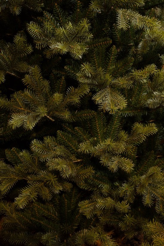 Black Box Trees Clive Künstlicher Weihnachtsbaum - H230 x Ø147 cm - Grün