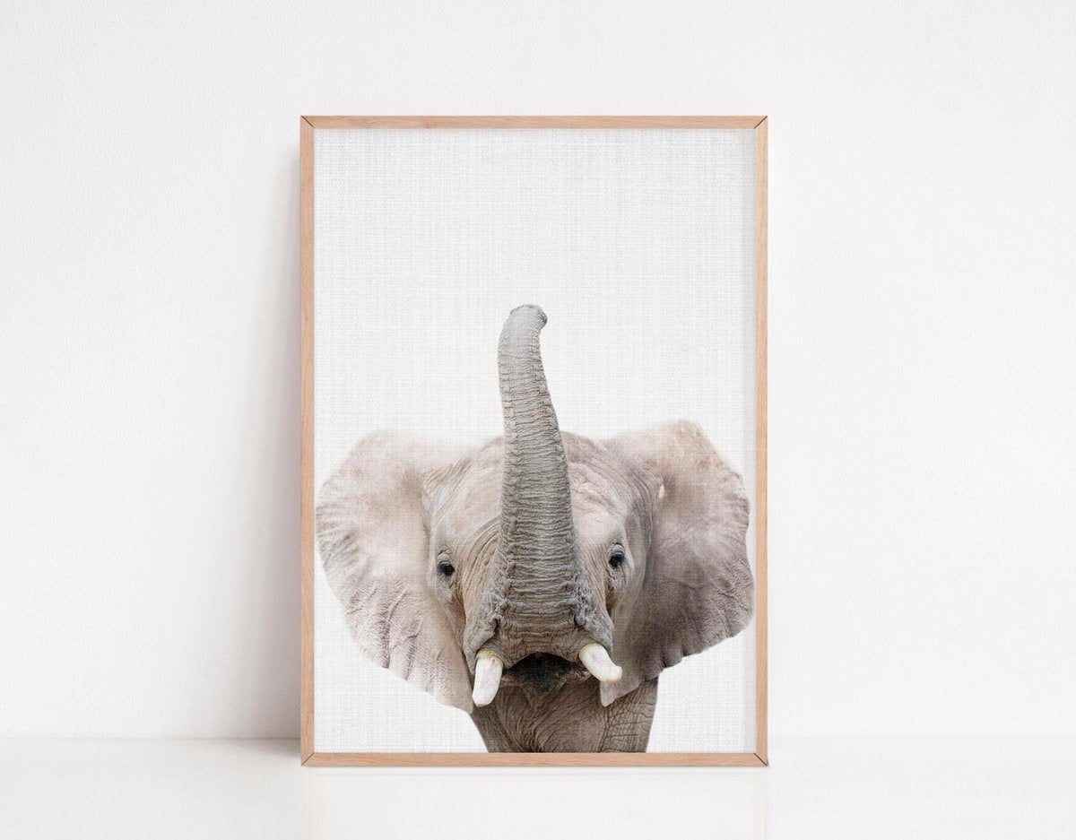 Generic - Tiere Poster - 6 Poster - 21x30 cm - Stabiles Papier - Safari