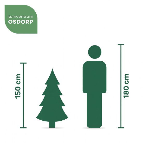 Black Box Trees Frasier Kunstbaum – Weihnachtsbaum mit verspielter, natürlicher Form – PE-Nadeln und Scharnierkonstruktion – Weihnachtsdekoration für den Innenbereich – H 155 x T 109 cm – Grün
