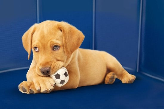 maxxpro Hundeschwimmbad - 120 x 30 CM - Mittlere Hunderassen - Faltbares Hundebad - Anti-Rutsch-Boden - mit Entleerungsventil - Blau