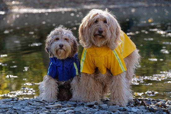 Dutchwide - Hundemantel - Regenmantel Hund - Blau - Größe S