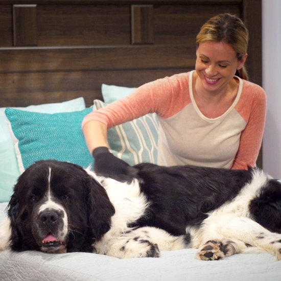 True Touch Haustierhandschuh – Fellpflegehandschuhe für Katzen und Hunde – Haustierbürste – Massagehandschuh – Hundesalon – Haustierhandschuh – Tierbürstenhandschuh