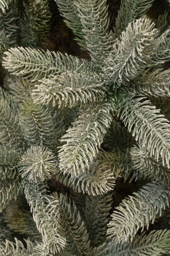 Black Box Trees Künstlicher Weihnachtsbaum - H240 x Ø138 cm - Grün gefrostet