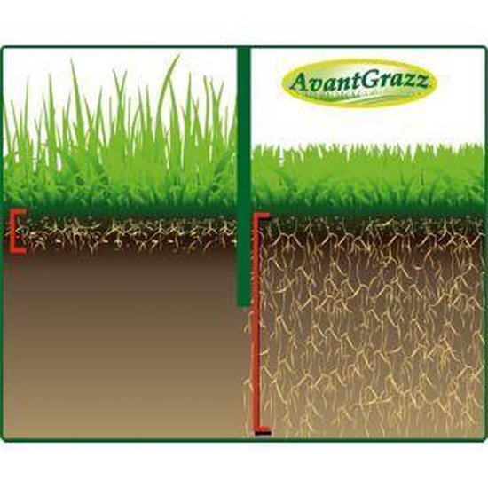 Avant Grazz Rasensamen