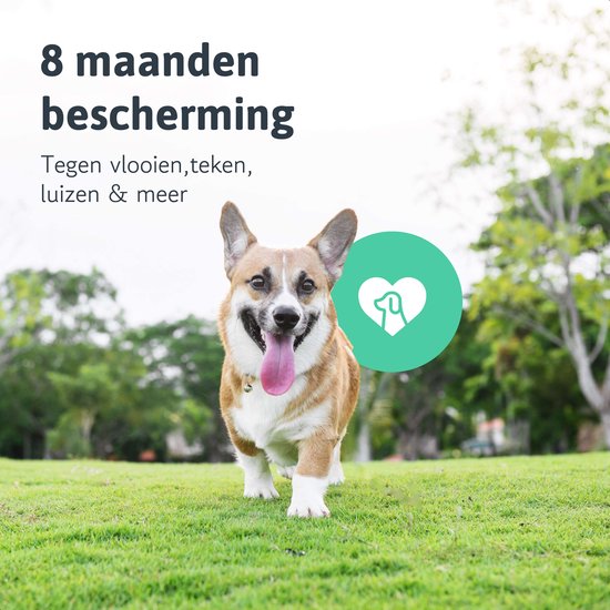 Dutchwide Zecken- und Flohhalsband für Katze und Hund - Tierfreundlich - Geeignet für Katzen, Hunde und Kätzchen - Einheitsgröße