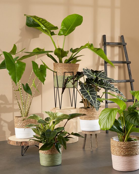 Mica Decorations Pia Trunk Beistelltisch - H14 x Ø29 cm - Hellbraun