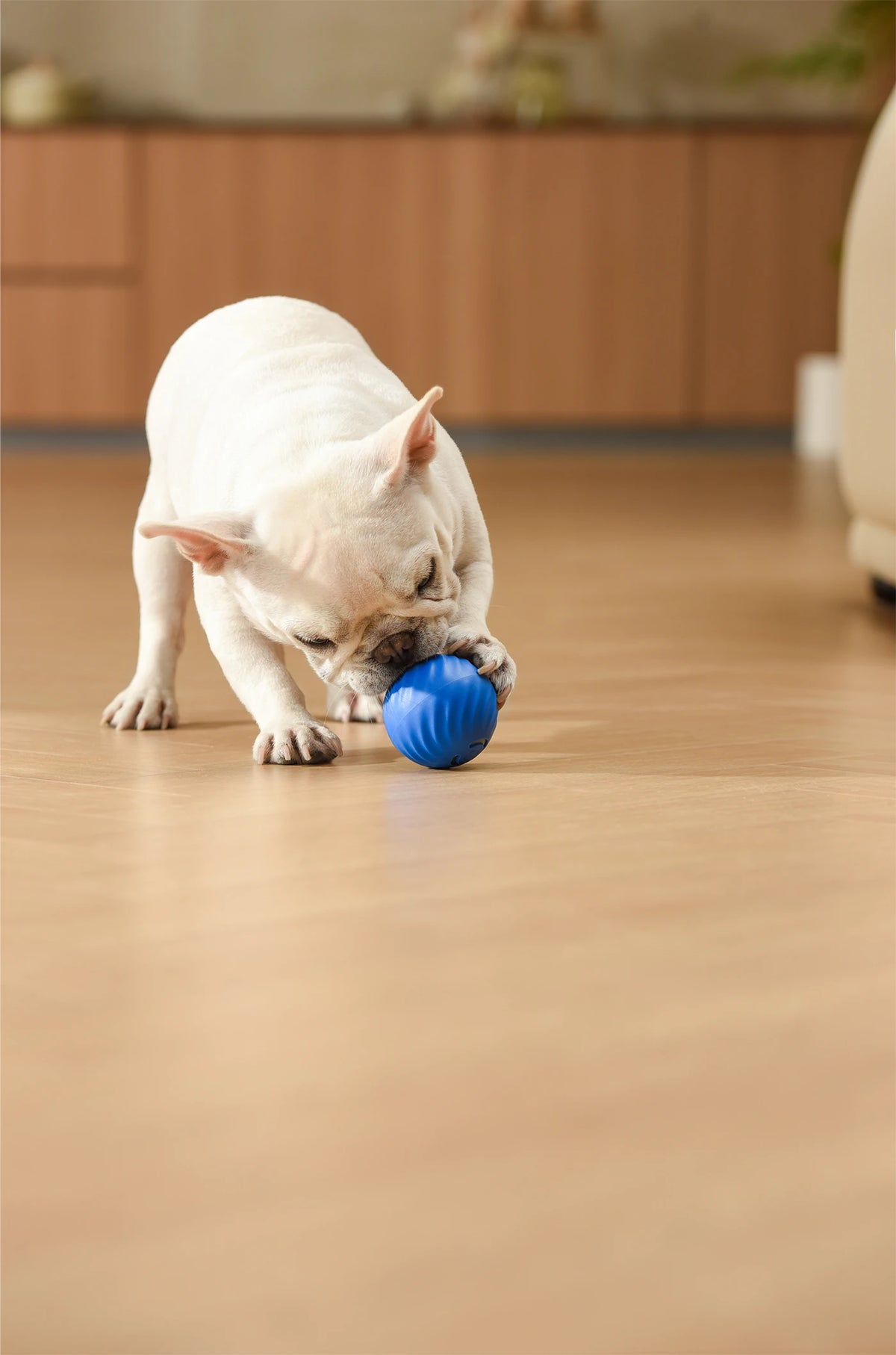 Petgravity Snack Shack Ball Blau