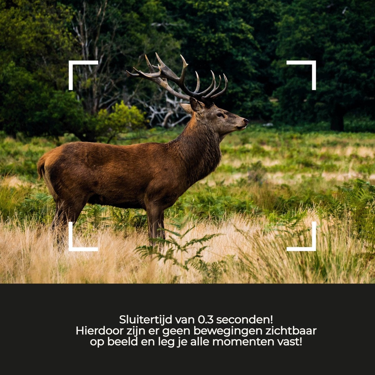 Denver Wildkamera mit Nachtsicht - Live-Bilder über 4G (APP) - CMOS Sensor - 30MP - Wasserdicht - WCL8040