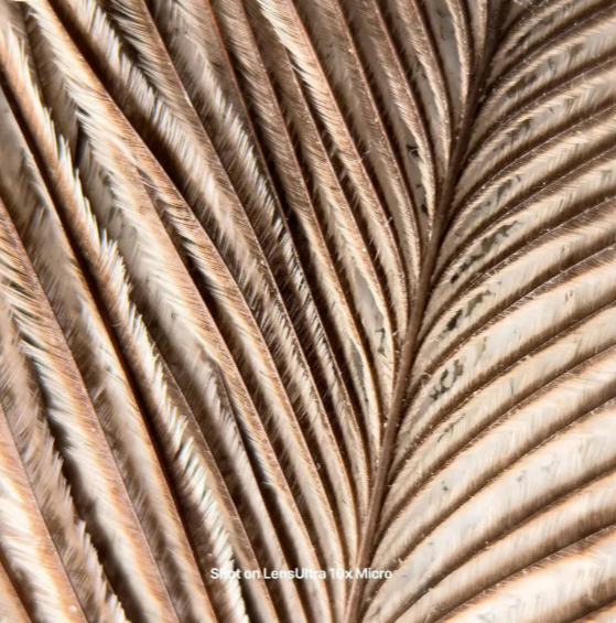 Shiftcam LensUltra 10x Traditional Macro – 10-fache optische Vergrößerung – optisches Glas in DSLR-Qualität – M37-Gewinde – S.Mount