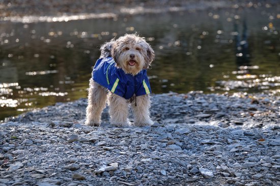 Dutchwide - Hundemantel - Regenmantel Hund - Blau - Größe S