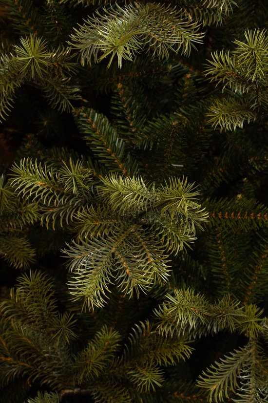 Black Box Trees Clive Weihnachtsbaum – Realistischer Kunstbaum mit üppiger Optik und 1840 Zweigen – Weihnachtsdekoration für den Innenbereich – Stimmungsvoll und realistisch – Einfach aufzubauen – H 185 x Ø 130 cm – Grün