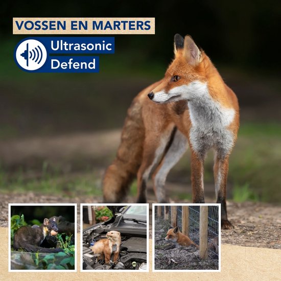 Edialux Ultrasonic Defend Foxes & Marters Flash, Ultraschall-Fuchs- und Marderabwehr mit Blitzlicht, schützt Ihren Garten sicher und effektiv, funktioniert mit Batterien oder mit Adapter, max 200 m²