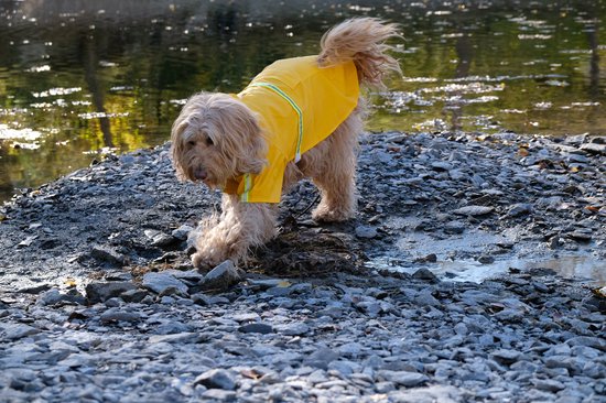 Dutchwide - Hundemantel - Regenmantel Hund - Gelb - Größe XXL