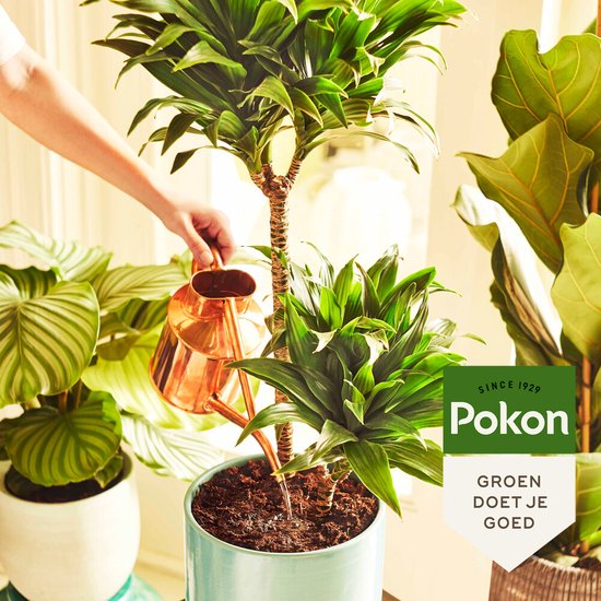 Pokon Houseplants Potting Soil - 10l - Blumenerde (Zimmerpflanze) - 6 Monate Ernährung