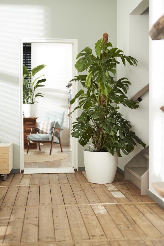 Elho Brussels Rund mit Rädern 35 – Großer Blumentopf für den Innenbereich – 100 % recycelter Kunststoff – Ø 35 x H 33 cm – Weiß