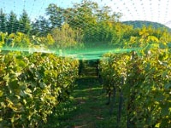 Vogelnetz, Polyester, Maschenweite 2 cm², 4 x 10 m, grün