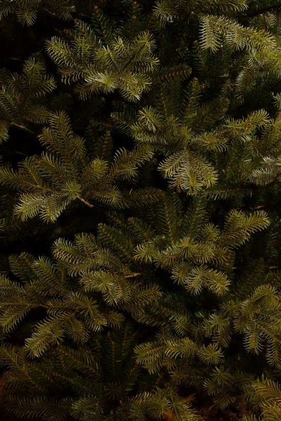 Black Box Trees Clive Weihnachtsbaum – Realistischer Kunstbaum mit üppiger Optik und 1840 Zweigen – Weihnachtsdekoration für den Innenbereich – Stimmungsvoll und realistisch – Einfach aufzubauen – H 185 x Ø 130 cm – Grün