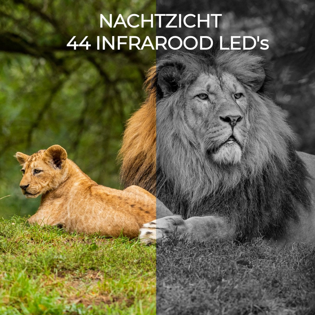 Denver Wildkamera mit Nachtsicht - Live-Bilder (APP) - FULL HD - Wasserdicht - WCT8020W