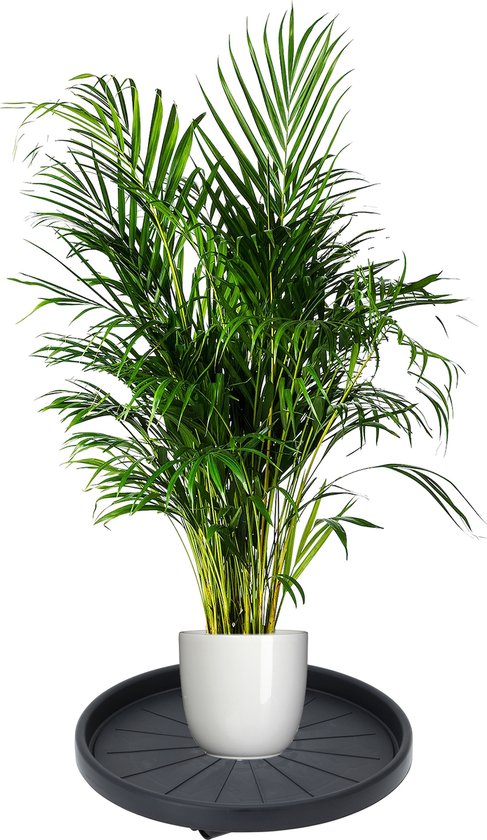 Pro Garden Pflanzenwagen - Kunststoff - dunkelgrau - rund - D35 cm - bis zu 50 Kilo