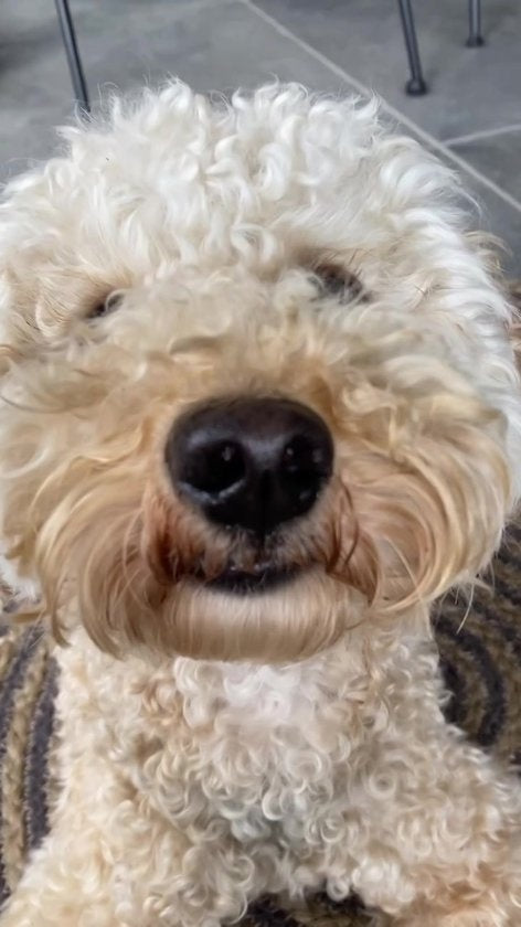 Biologisch Hondenpoepzakjes - 225 stuks - Poepzakjes Hond Afbreekbaar - Poop Bags