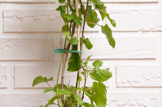 BLACK+DECKER Pflanzenklammern -100 Stück Pflanzenklammern - Verstellbare Pflanzenklammern - Kunststoff - Grün