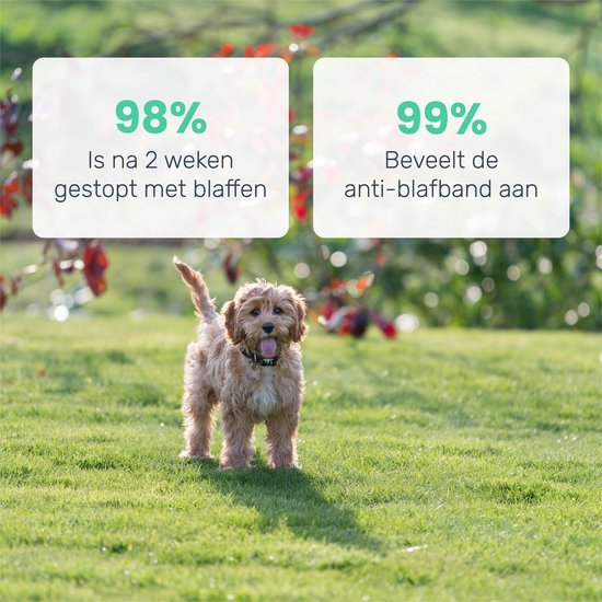 Dutchwide Anti-Bell Collar Pro - 100% wasserdicht - stoßfrei - wiederaufladbar