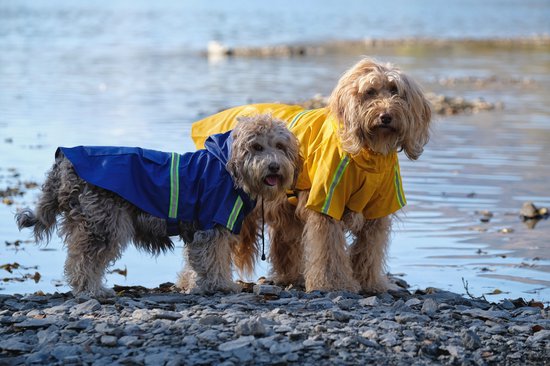 Dutchwide - Hundemantel - Regenmantel Hund - Blau - Größe S