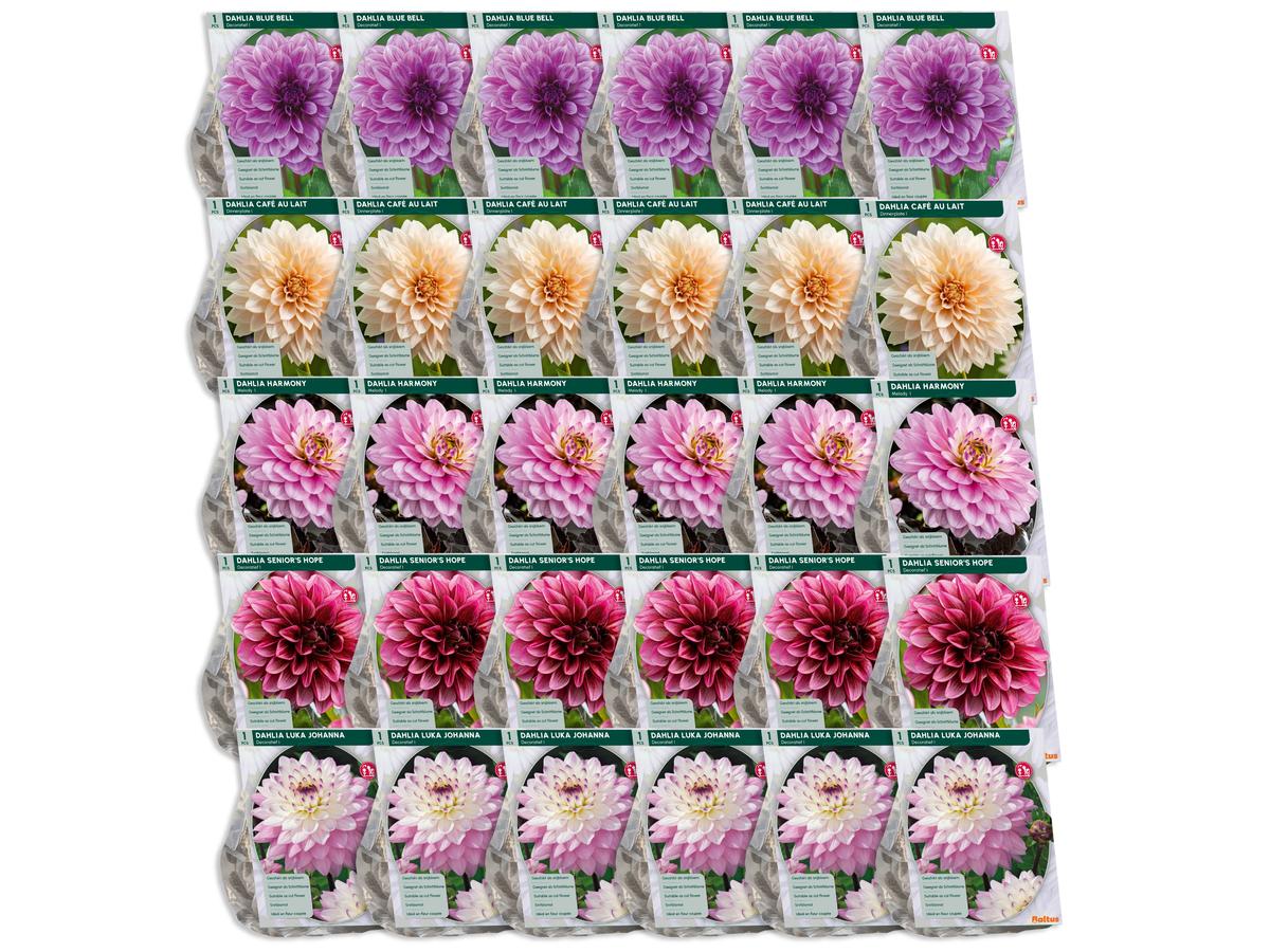 Baltus Blumenzwiebelmischung Dahlia Blush – 30 Stück – Mischung aus blühenden Dahlien