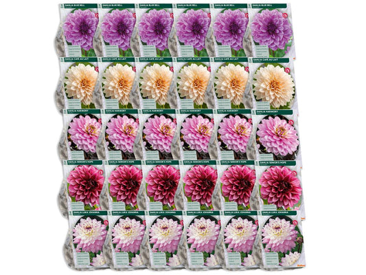 Baltus Blumenzwiebelmischung Dahlia Blush – 30 Stück – Mischung aus blühenden Dahlien