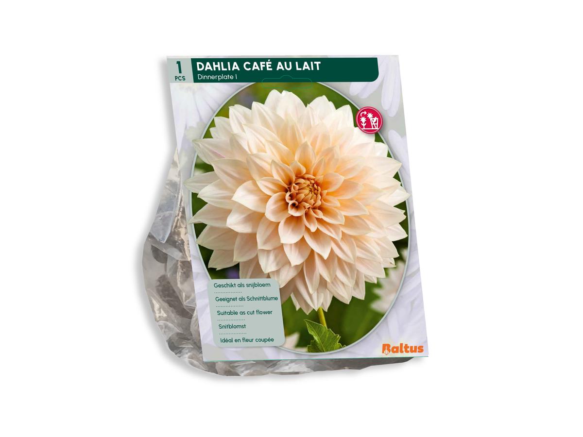 Baltus Blumenzwiebelmischung Dahlia Blush – 30 Stück – Mischung aus blühenden Dahlien