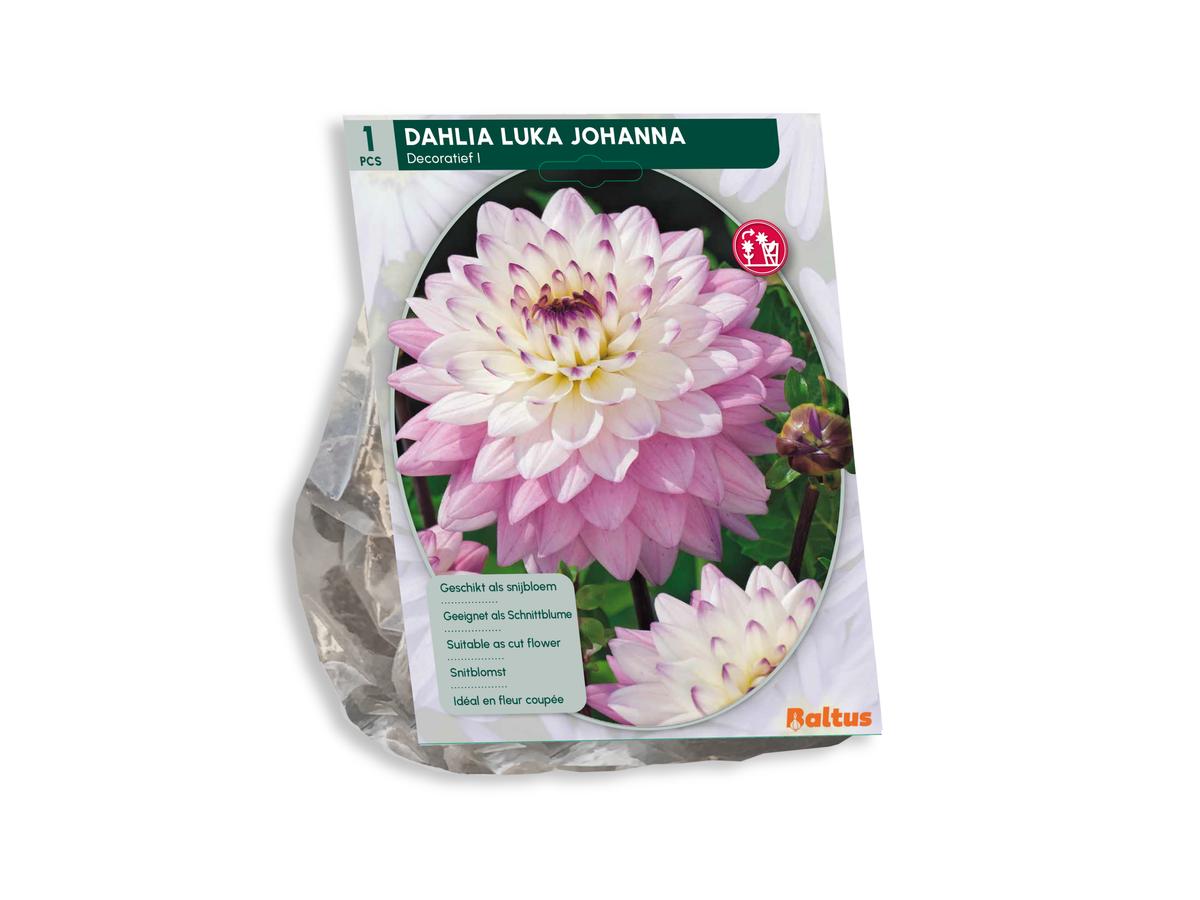 Baltus Blumenzwiebelmischung Dahlia Blush – 30 Stück – Mischung aus blühenden Dahlien