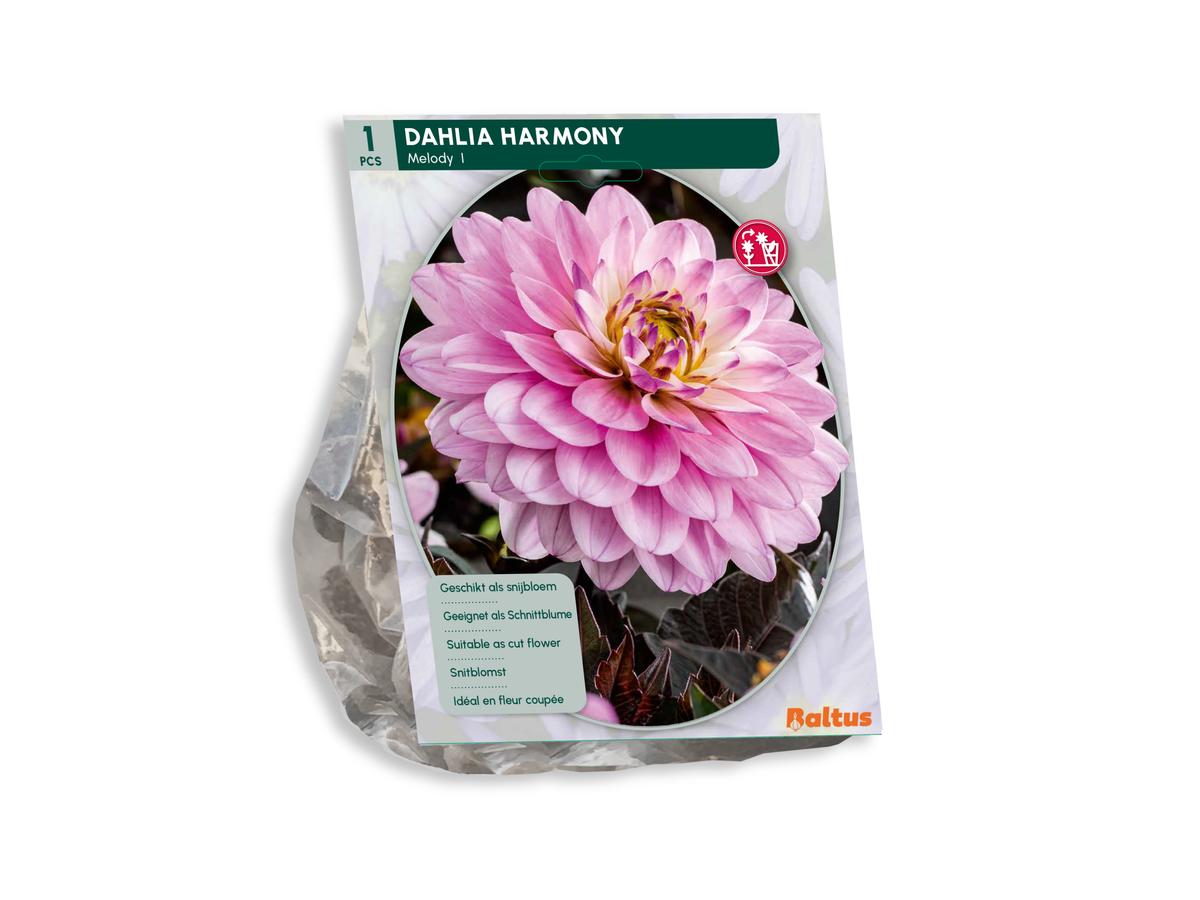 Baltus Blumenzwiebelmischung Dahlia Blush – 30 Stück – Mischung aus blühenden Dahlien